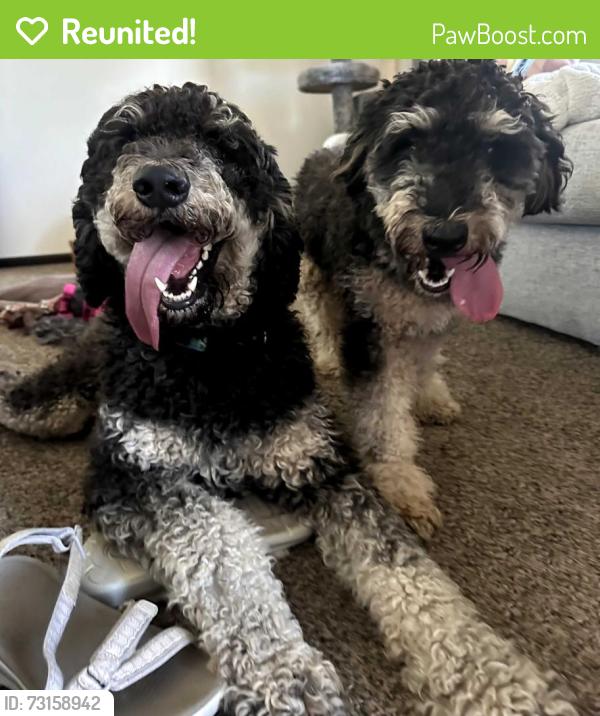 Reunited Male Dog last seen Martens Way, Fargo, ND 58104