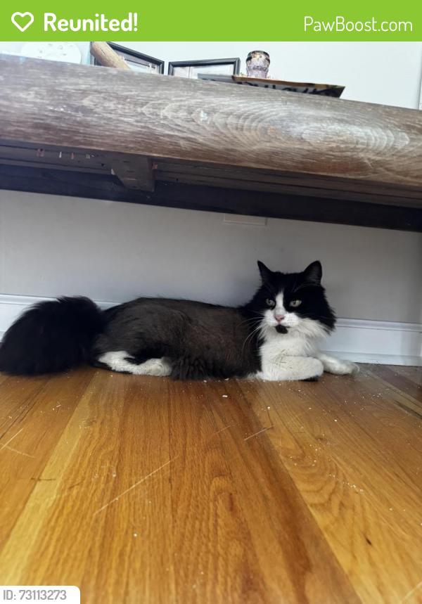 Reunited Female Cat last seen Se 76th and woodward, Portland, OR 97206