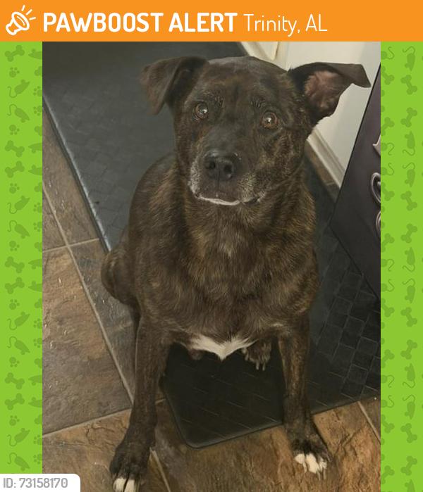 Found/Stray Male Dog last seen County line road 20, Trinity, AL 35673
