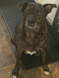 Found/Stray Male Dog last seen County line road 20, Trinity, AL 35673