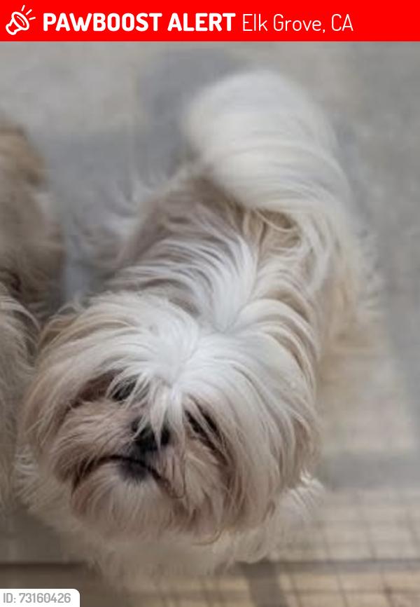 Lost Female Dog last seen Kilconnell Dr. Elk Grove, CA, Elk Grove, CA 95758