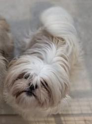 Lost Female Dog last seen Kilconnell Dr. Elk Grove, CA, Elk Grove, CA 95758