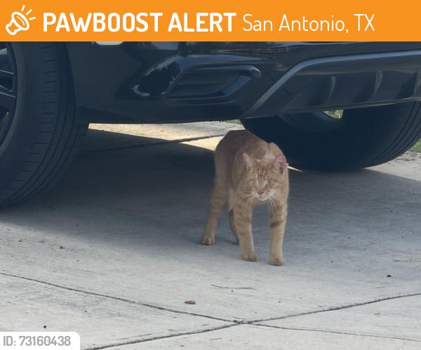 Found/Stray Unknown Cat last seen Prairie grass stree, San Antonio, TX 78245