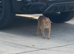 Found/Stray Unknown Cat last seen Prairie grass stree, San Antonio, TX 78245