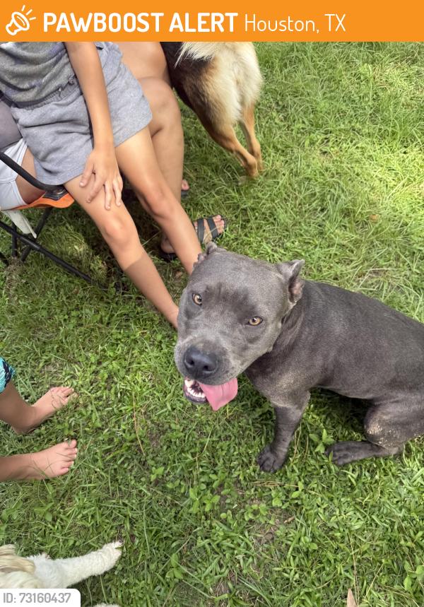 Found/Stray Female Dog last seen Lakes of Rosehill, Houston, TX 77429
