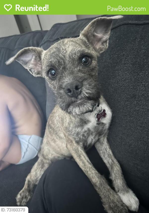 Reunited Female Dog last seen Near W North Ln, Phoenix, AZ 85051, USA, Phoenix, AZ 85051