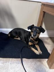 Found/Stray Female Dog last seen Meade drive, Greensboro, NC 27410