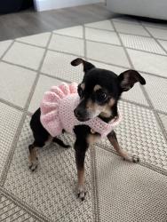 Reunited Female Dog last seen N Ocean Street, Tulare, CA 93274