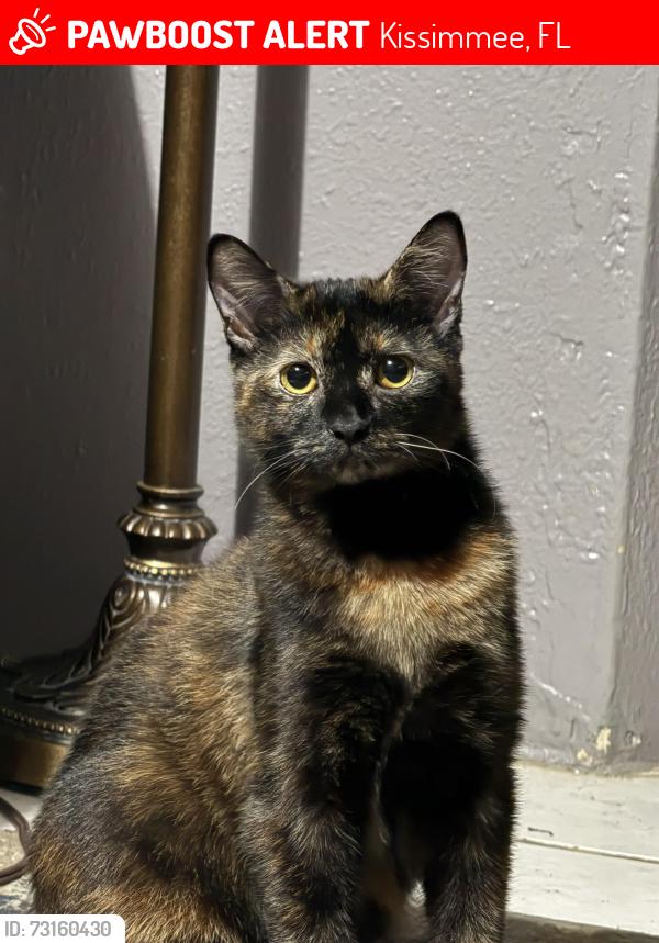 Lost Female Cat last seen Whispering Oaks Mobile Home Park, Kissimmee, FL, Kissimmee, FL 34744
