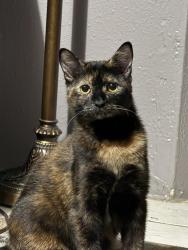 Lost Female Cat last seen Whispering Oaks Mobile Home Park, Kissimmee, FL, Kissimmee, FL 34744