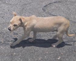 Found/Stray Male Dog last seen West main and Dobson in Mesa, Mesa, AZ 85201