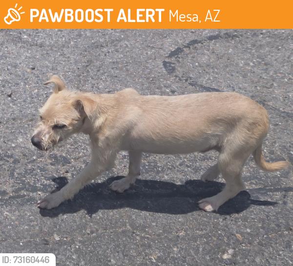 Found/Stray Male Dog last seen West main and Dobson in Mesa, Mesa, AZ 85201
