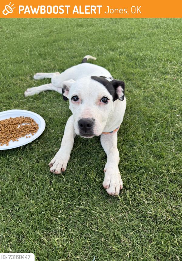 Found/Stray Female Dog last seen Memorial and Post, Jones, OK 73049