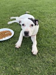 Found/Stray Female Dog last seen Memorial and Post, Jones, OK 73049