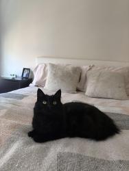 Lost Female Cat last seen Burton Ln/Blue Water Ct, Denver, NC 28037