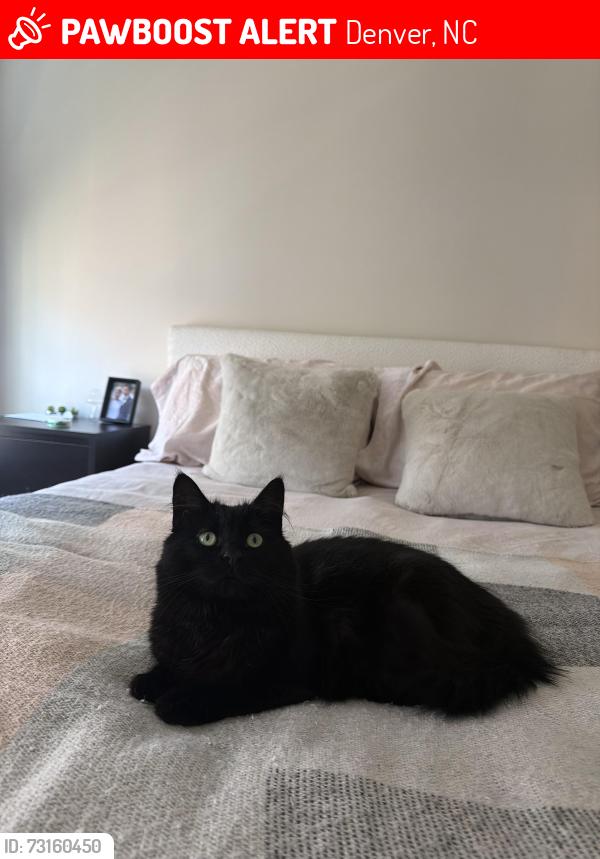 Lost Female Cat last seen Burton Ln/Blue Water Ct, Denver, NC 28037