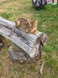 Lost Female Cat last seen Highway 3, Mason County, WA 98584