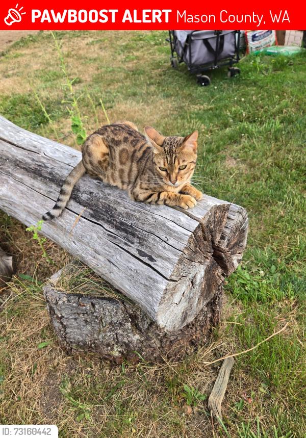 Lost Female Cat last seen Highway 3, Mason County, WA 98584