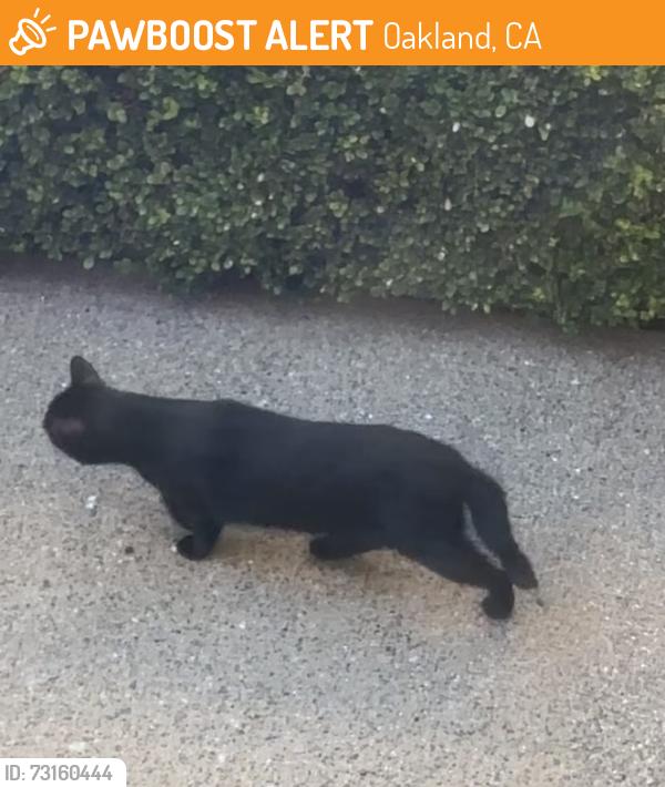 Found/Stray Unknown Cat last seen Oakland technical high school, Oakland, CA 94609