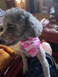 Lost Female Dog last seen Wilmont, Los Banos, CA 93635