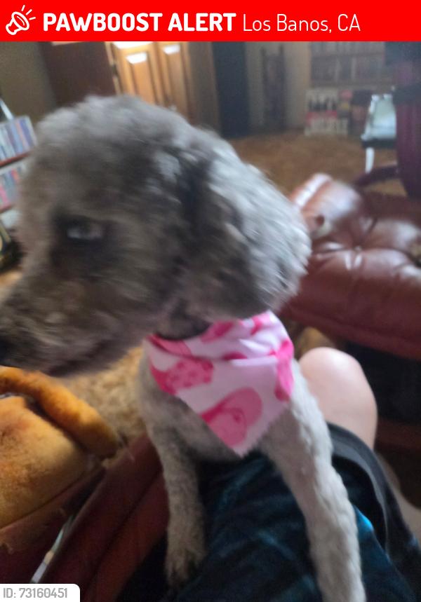 Lost Female Dog last seen Wilmont, Los Banos, CA 93635