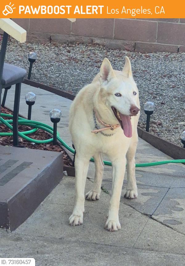 Found/Stray Female Dog last seen Toberman st, Los Angeles, CA 90015