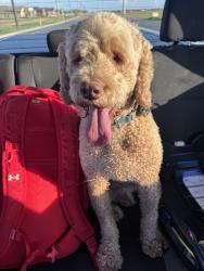 Found/Stray Male Dog last seen 146th and Quaker, Lubbock, TX 79424
