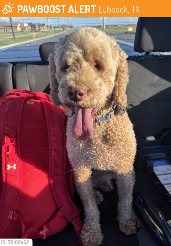 Found/Stray Male Dog last seen 146th and Quaker, Lubbock, TX 79424