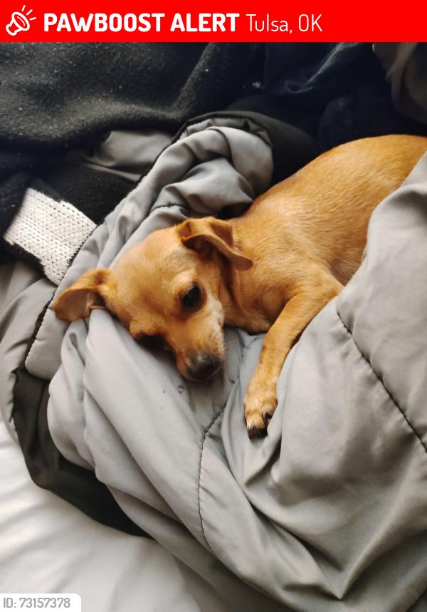 Lost Female Dog last seen Faith temple, MLK Blvd,, Tulsa, OK 74106