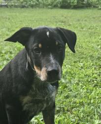 Found/Stray Male Dog last seen St. Route 232 and Ireton Trees, Clermont County, OH 45106