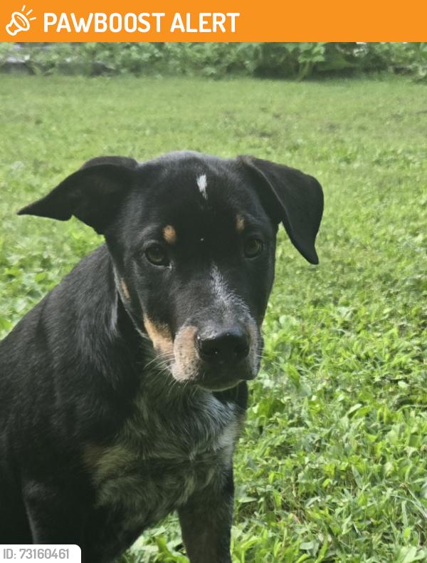 Found/Stray Male Dog last seen St. Route 232 and Ireton Trees, Clermont County, OH 45106