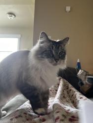 Lost Male Cat last seen Military road E and 16th Ave Court E, Tacoma, WA 98445