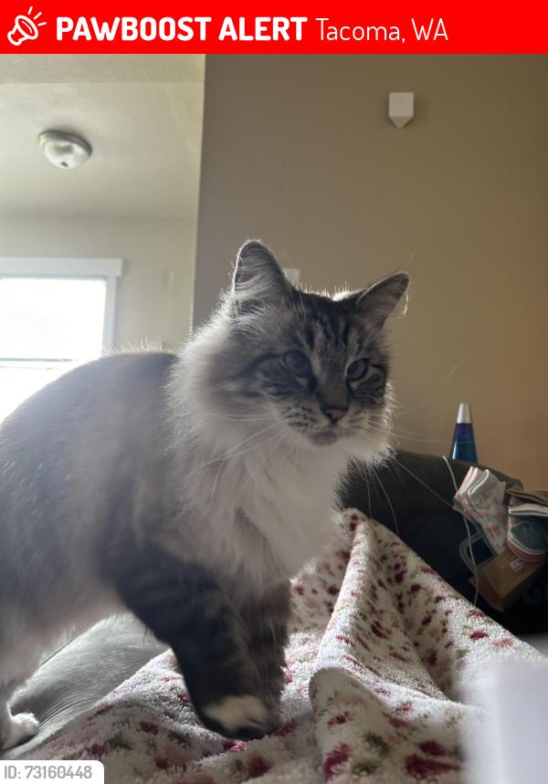Lost Male Cat last seen Military road E and 16th Ave Court E, Tacoma, WA 98445