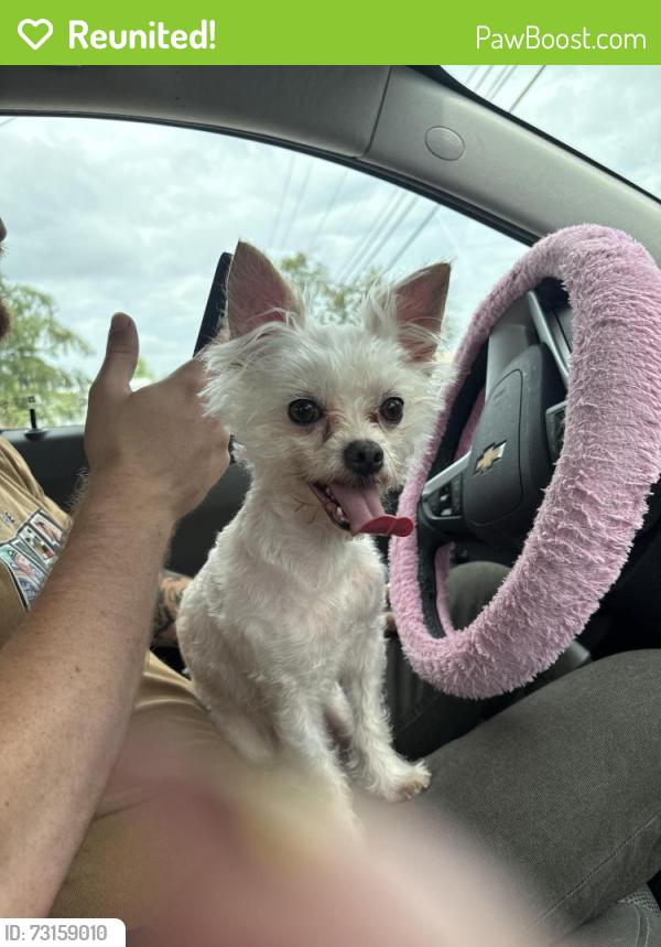 Reunited Male Dog last seen Corner of Secretariat Trace and Perkins Drive in Evergreen Farms, Murfreesboro, TN 37128