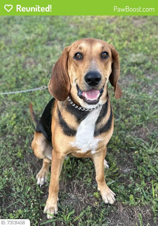Reunited Female Dog last seen Hwy. 60, Fordland, MO 65652