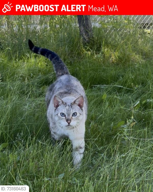Lost Female Cat last seen Near N Sycamore Street, Mead, WA 99021