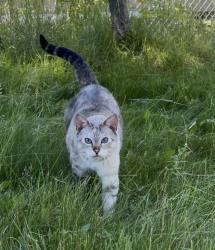 Lost Female Cat last seen Near N Sycamore Street, Mead, WA 99021