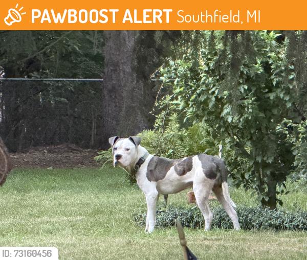 Found/Stray Unknown Dog last seen Evergreen and 9 Mile, Southfield, MI 48075