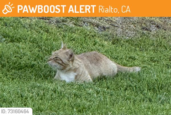 Found/Stray Unknown Cat last seen Randall, Rialto, CA 92376