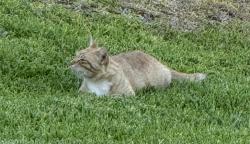 Found/Stray Unknown Cat last seen Randall, Rialto, CA 92376