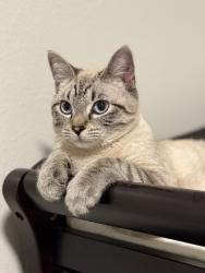 Reunited Male Cat last seen Joyce Ln, Killeen, TX 76549, USA, Killeen, TX 76549