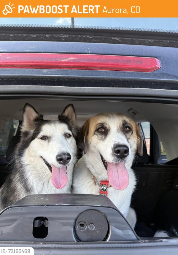 Found/Stray Female Dog last seen 6th and chambers, Aurora, CO 80011