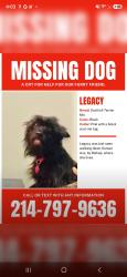 Lost Female Dog last seen Bishop, Dallas, TX 75208