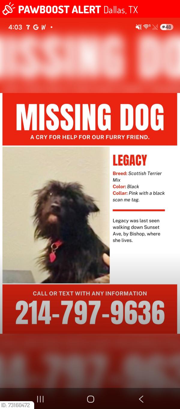 Lost Female Dog last seen Bishop, Dallas, TX 75208