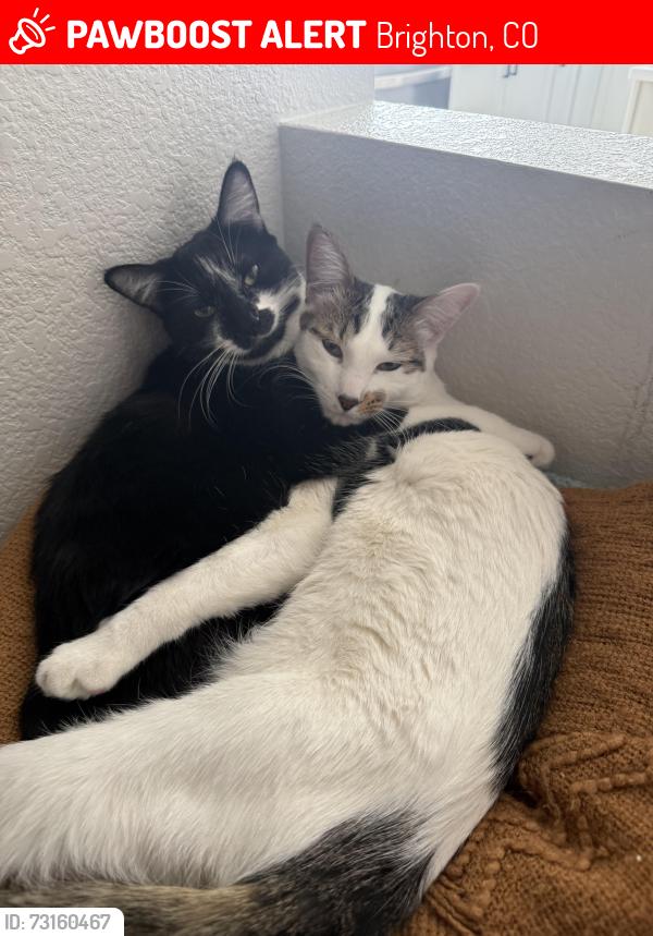 Lost Female Cat last seen S. 45th Ave Brighton, Brighton, CO 80601