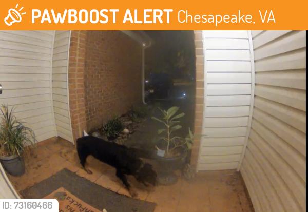 Found/Stray Unknown Dog last seen Great Bridge Blvd, Chesapeake, VA 23320