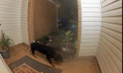 Found/Stray Unknown Dog last seen Great Bridge Blvd, Chesapeake, VA 23320