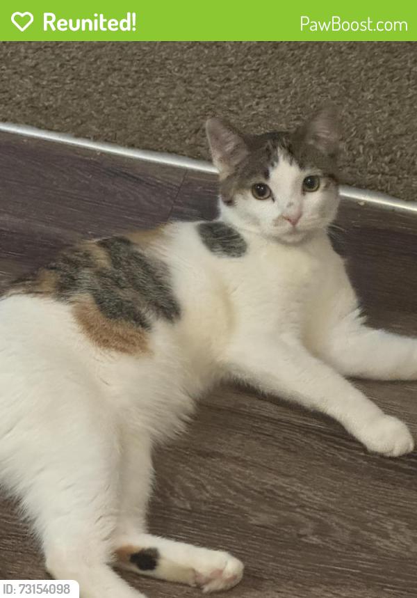 Reunited Female Cat last seen Wheelock parkway/Edgemont, Saint Paul, MN 55106