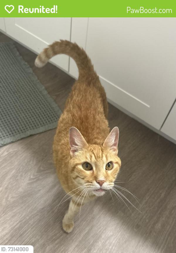 Reunited Female Cat last seen Near Golden Triangle Blvd, Fort Worth, TX 76244, Keller, TX 76244
