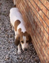 Reunited Male Dog last seen Unser and Ladera, Albuquerque, NM 87120